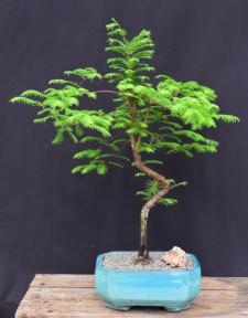 Trained Redwood Bonsai Tree<br><i>(metasequoia glyptostroboides)</i>