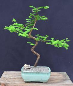 Trained Redwood Bonsai Tree<br><i>(metasequoia glyptostroboides)</i>