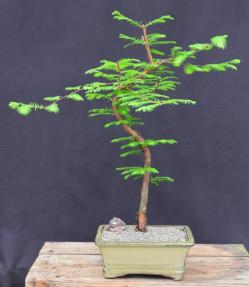 Trained Redwood Bonsai Tree<br><i>(metasequoia glyptostroboides)</i>