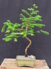 Trained Redwood Bonsai Tree<br><i>(metasequoia glyptostroboides)</i>