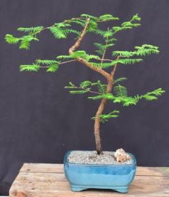 Trained Redwood Bonsai Tree<br><i>(metasequoia glyptostroboides)</i>