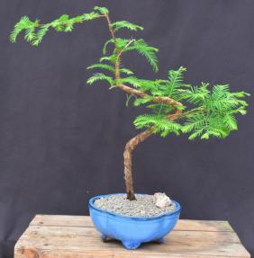 Trained Redwood Bonsai Tree<br><i>(metasequoia glyptostroboides)</i>