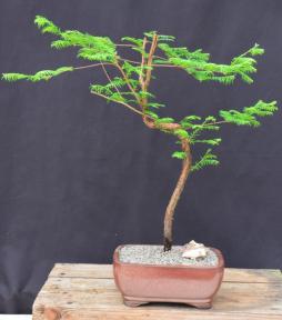 Trained Redwood Bonsai Tree<br><i>(metasequoia glyptostroboides)</i>