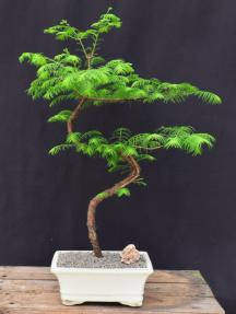 Trained Redwood Bonsai Tree<br><i>(metasequoia glyptostroboides)</i>