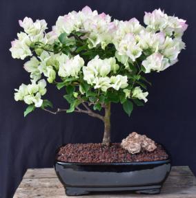 Flowering White & Pink Bougainvillea Bonsai Tree<br><i>(Bougainvillea Spectabilis)</i>