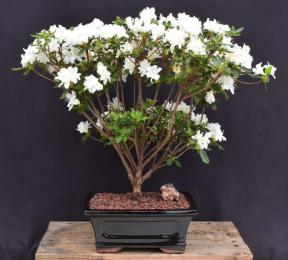 Flowering White Azalea Bonsai Tree<br>(Azalea x 'Delaware Valley White' )