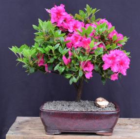 Flowering Pink Rose Azalea Bonsai Tree<br>(Azalea x 'Girard's Rose')