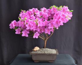 Flowering Violetta Azalea Bonsai Tree<br>(Rhododendron 'Violetta')