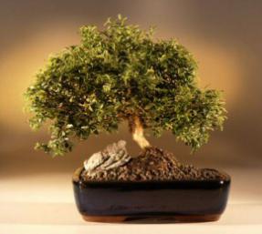 Japanese Kingsville Boxwood Bonsai Tree<br><i>(buxus microphylla 