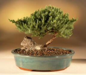 Juniper Bonsai Tree<br><i>(juniper procumbens 'nana')</i>