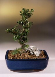 Japanese Holly Bonsai Tree<br><i>(ilex crenata<br>dwarf pagoda)</i>