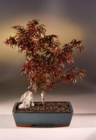 Japanese Maple Bonsai Tree 