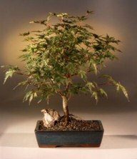 Japanese Maple Bonsai Tree 