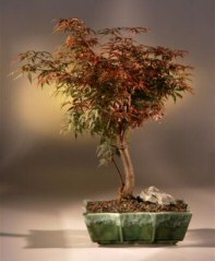 Japanese Maple Bonsai Tree 