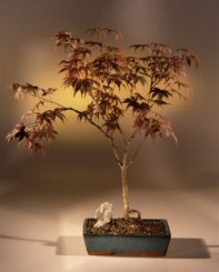 Japanese Maple Bloodgood Bonsai Tree<br><i>(acer palmatum)</i>