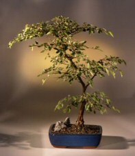 Korean Hornbeam Bonsai Tree<br><i>(carpinus coreana)</i>