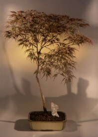 Japanese Maple Ever-Red Bonsai Tree<br><i>(acer palmatum dissectum)</i>