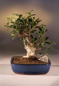 Ficus Retusa Bonsai Tree<br><i>