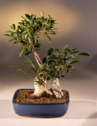 Ficus Retusa Bonsai Tree<br><i>