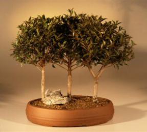 Brush Cherry Bonsai Tree<br><i>(eugenia myrtifolia)</i>