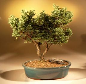 Plume Cypress Bonsai Tree<br><i>(chamecyparis pisifera plumosa)</i>