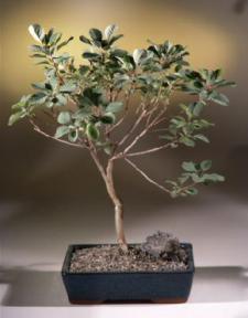 Smoke Bonsai Tree<br><i>(cotinus pink champagne)</i>