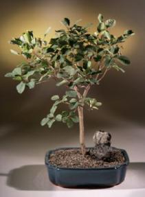 SmokeBonsai Tree<br><i>(cotinus pink champagne)</i>