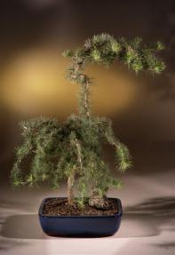 Weeping Larch Bonsai Tree<br><i>(larix kaempferi diana)</i>