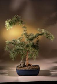 Weeping Larch Bonsai Tree<br><i>(larix kaempferi diana)</i>