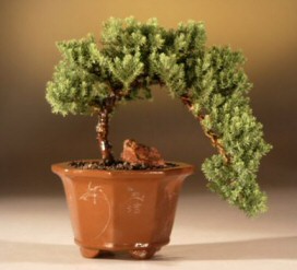 Juniper Cascade Bonsai Tree<br><i>(juniper procumbens nana)</i>