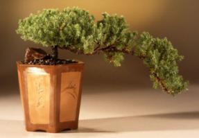 Juniper Cascade Bonsai Tree<br><i>(juniper procumbens nana)</i>