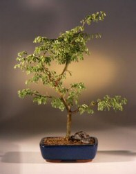 Brazilian RainBonsai Tree <br><i>(pithecellobium tortum)</i>