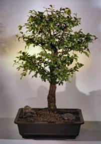 Cork Bark Elm Bonsai Tree<br><i>(ulmus neri)</i>