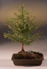 Redwood Bonsai Tree<br><i>(metasequoia glyptostroboides)</i>