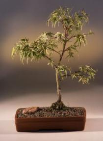 Japanese Maple Corallinum Bonsai Tree<br><i>(acer palmatum)</i>