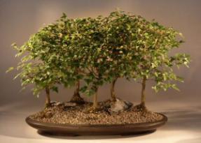 Trident Maple Bonsai Tree<br><i>(Acer Buergerianum)</i>