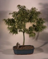 Japanese Maple Corallinum Bonsai Tree<br><i>(acer palmatum)</i>