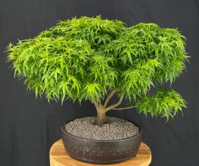 Sharp's Pygmy Dwarf Japanese Maple Bonsai Tree<br><i>(acer palmatum 'sharps pygme')</i>
