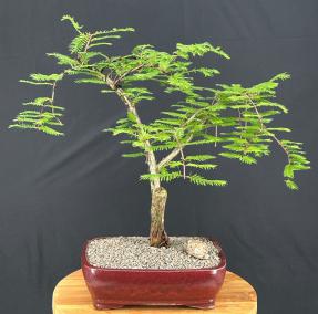 Miss Grace Weeping Dawn Redwood Bonsai Tree<br<i>(Metasequoia glyptostroboides 'Miss Grace')