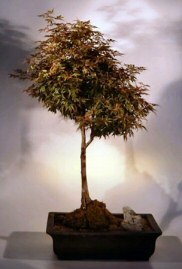 Japanese Maple Bonsai Tree 