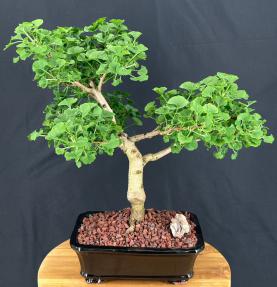 Trained Ginkgo Bonsai Tree <br>(Ginkgo biloba Mariken)