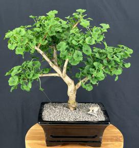 Trained Ginkgo Bonsai Tree <br>(Ginkgo biloba Mariken)