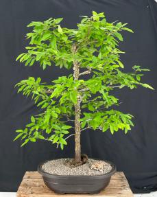 Cedar Elm Bonsai Tree<br>(Ulmus crassifolia)