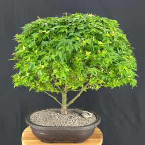 Koto Maura Japanese Maple<br><i>Acer palmatum 'Koto maru'
