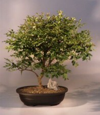 Jaboticaba Bonsai Tree<br><i>(eugenia cauliflora)</i>