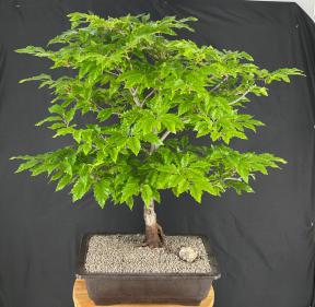 Dwarf European Beech Bonsai Tree<br>(Fagus sylvatica 'Sandrode')