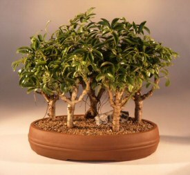 Hawaiian Umbrella Bonsai Tree<br><i>(arboricola schefflera)</i>