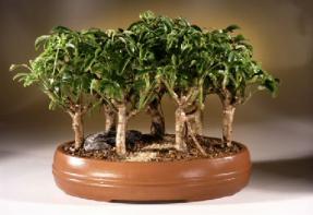 Hawaiian Umbrella Bonsai Tree<br><i>(arboricola schefflera)</i>