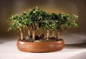 Hawaiian Umbrella Bonsai Tree<br><i>(arboricola schefflera)</i>