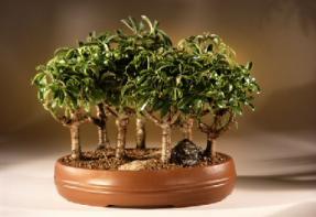 Hawaiian Umbrella Bonsai Tree<br><i>(arboricola schefflera)</i>